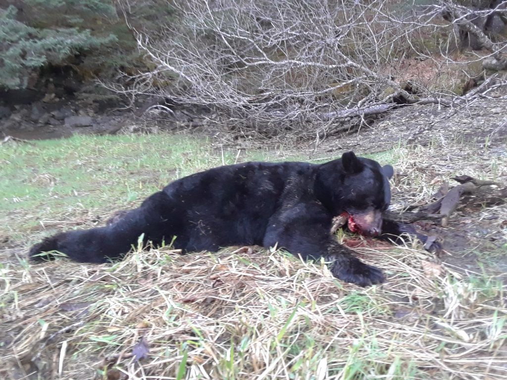Black Bear After Guided Alaska Hunt