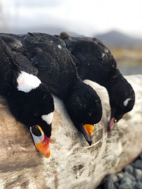 Harlequin Duck Catch From Guided Alaska Sea Duck Hunt